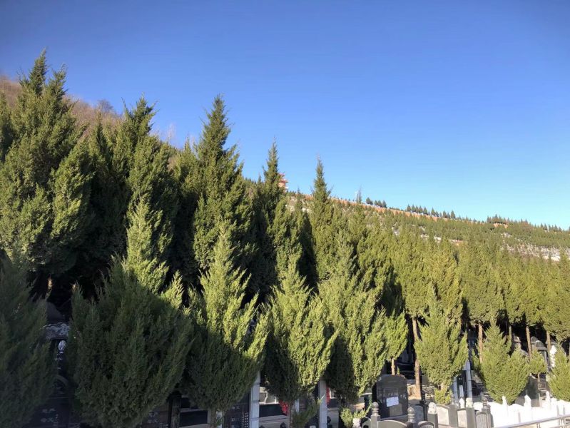 墓地购买后什么情况下会被回收